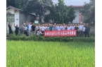 全成农业2020年水稻品种观摩会8月20